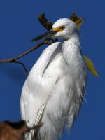 Egret3.jpg