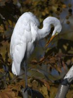 Egret8.jpg