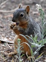Squirrel2.jpg