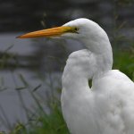 Egret.jpg