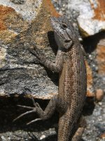 Lizard.jpg