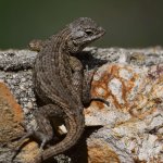 Lizard8.jpg
