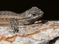 Lizard10.jpg