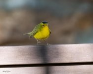 WilsonsWarbler-551.jpg