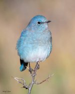 Bluebird-550.jpg