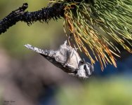 MountainChickadee-561.jpg