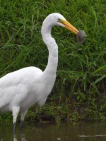 Egret.jpg