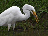 Egret2.jpg