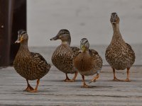 Mallard2.jpg