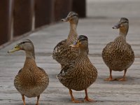 Mallard3.jpg