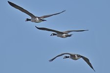 750_0131_01_L_sm.jpg