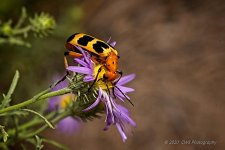 09-14-2020-cr_7503214-ON1.jpg