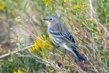 YellowRumpedWarbler-500.jpg