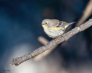 YellowRumpedWarbler-501.jpg