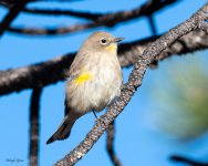 YellowRumpedWarbler-502.jpg