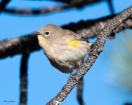 YellowRumpedWarbler-503.jpg