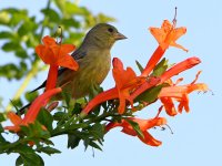 Goldfinch.jpg