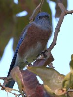Bluebird.jpg