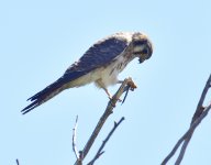 _ROY3407_00001.jpg