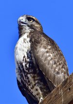 _ROY3440_00001.jpg