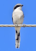 _ROY3454_00001.jpg