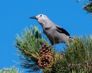 ClarksNutcracker-500.jpg