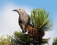ClarksNutcracker-503.jpg