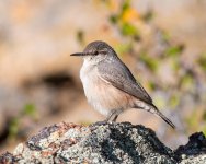 RockWren-620.jpg