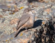 RockWren-621.jpg