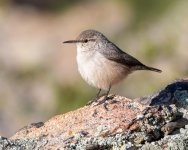 RockWren-622.jpg