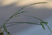 _ROY3677_00001.jpg