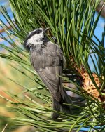 MountainChickadee-620.jpg