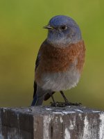 Bluebird8.jpg