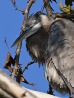 BlueHeron.jpg