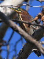 GreenHeron4.jpg