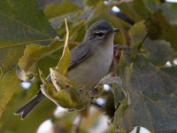 WarblingVireo3.jpg