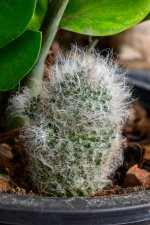 cactus-hairy-1-2.jpg