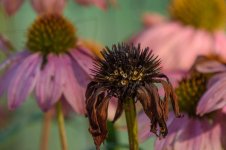 D73_4781.jpg