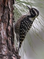 WoodPecker.jpg
