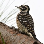WoodPecker2.jpg