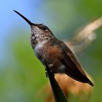Hummer4.jpg