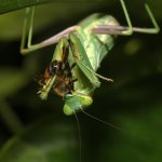 Mantis2.jpg