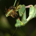 Mantis9.jpg