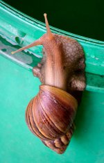 snail-2.jpg