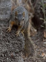 Squirrel3.jpg