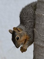 Squirrel4.jpg