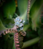 greeny-1-2.jpg