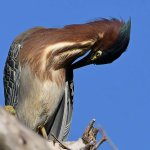 GreenHeron12.jpg