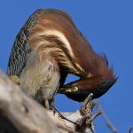 GreenHeron15.jpg