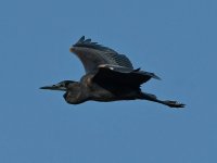 BlueHeron2.jpg